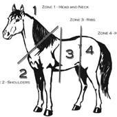 The Zones of Our Horse: You’ll hear me speak about our horse’s zones and the zones correspond to the part of the body that the exercise controls. Exercise No. 1 controls zone 1; exercise No. 2 controls zone 2, and so forth.
