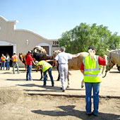 About 90 horses evacuating from fires found shelter at Los Angeles Pierce College's Equestrian Center.