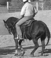 Your end goal is to be able to “put him in reverse” with a light pick up of the reins, and then go to your legs to add the impulsion that sends him back.