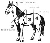 The Zones of Our Horse: You’ll hear me speak about our horse’s zones and the zones correspond to the part of the body that the exercise controls. Exercise No. 1 controls zone 1; exercise No. 2 controls zone 2, and so forth.