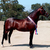 Kripton-Seni II is nominated for 2009 USEF Horse of the Year.