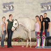 Iron Star Man, owned by Gayle Benton of Santa Ynez, shined in amatuer classes and also won the Open Versatility English Pleasure championship at the 2011 PtHA World Championships.
