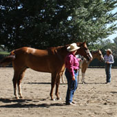 Fairlea Ranch in Exeter hosted its third annual Versatility Ranch Horse show Sept. 3, and here are some snapshots of the popular late-summer event.
