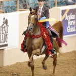 Kendyl Peters rode B Loved to the Arab English Pleasure JTR 14-18 National title. 