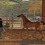 Signify DDA, a gelding handled by Samantha Price for owner Karsyn Patterson, received Supreme Halter Champion at the Sierra Empire Arabian Horse Association Show held Jan. 23-25 in Norco.
