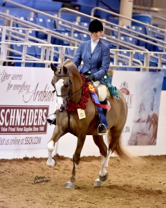 Katie Russell of Pasadena was one of trainer Cynthia Burkman's 28 Scottsdale Champions, taking Lightning McQueen CRS to the Half-Arabian Hunter Pleasure AATR 40-over Championship.