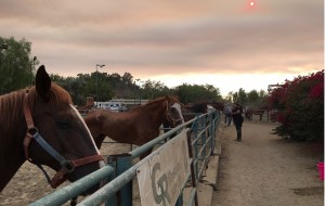 Volunteers at Gibson Ranch in Sunland tend to evacuated horses out of harm's way on Saturday.